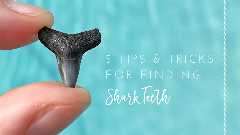 5 tips and tricks for finding sharks teeth in Jacksonville Beach Florida