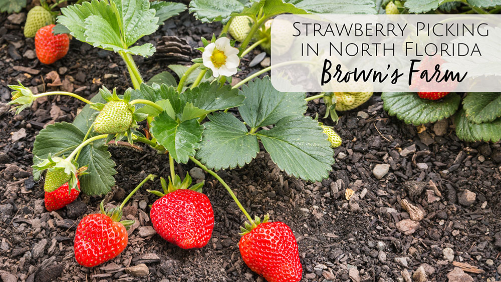 Brown's Farm Strawberry U-Pick in North Florida