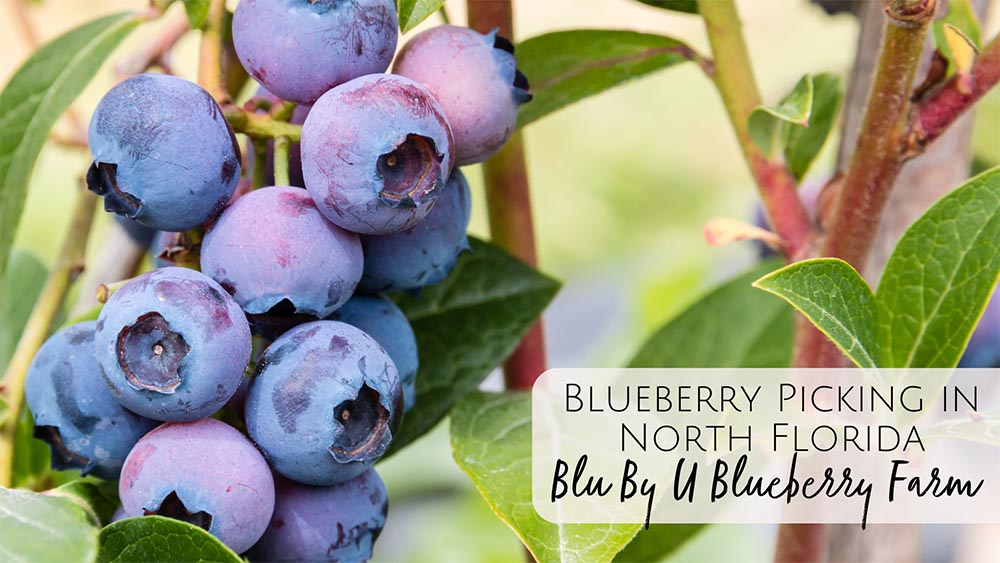 u-pick blueberry farms in North Florida - Blu By U Farm