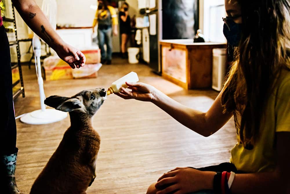 Feeding a kangaroo in Tallahassee