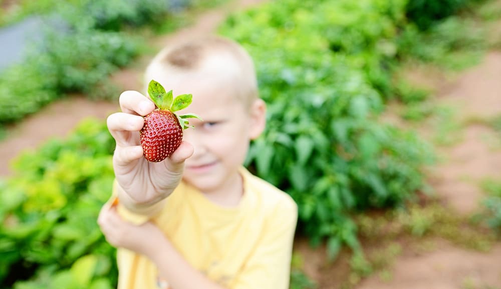 The best spots to pick strawberries in Jacksonville