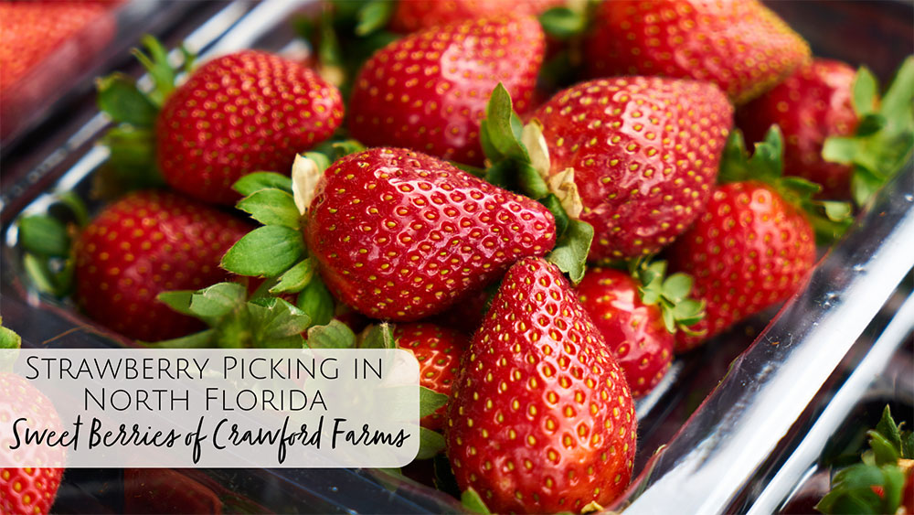 Sweet Berries of Crawford Farms U-Pick Strawberries in North Florida