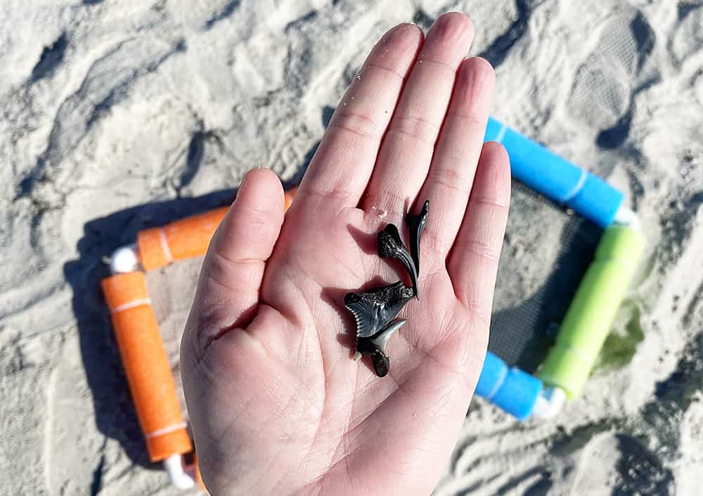 Finding Shark Teeth with your DIY Sifter