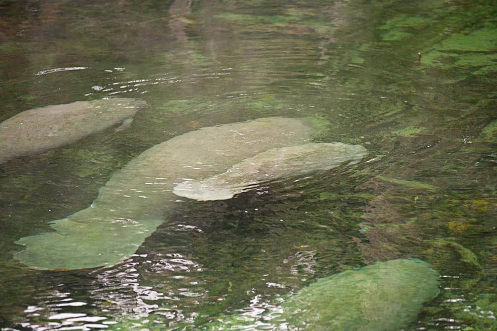 Manatee Day Trip from Jacksonville