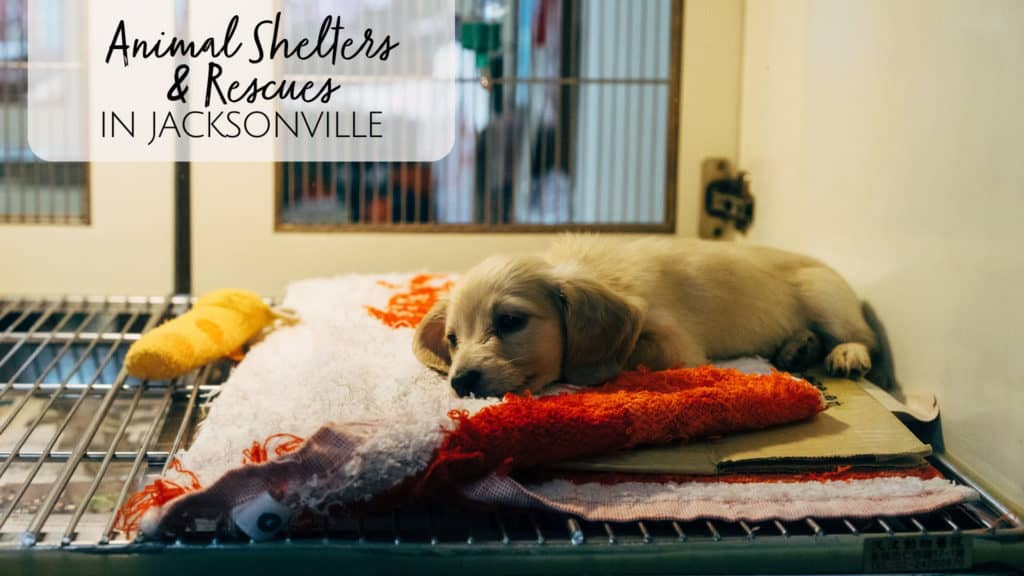 Animal Rescues in Jacksonville, FL