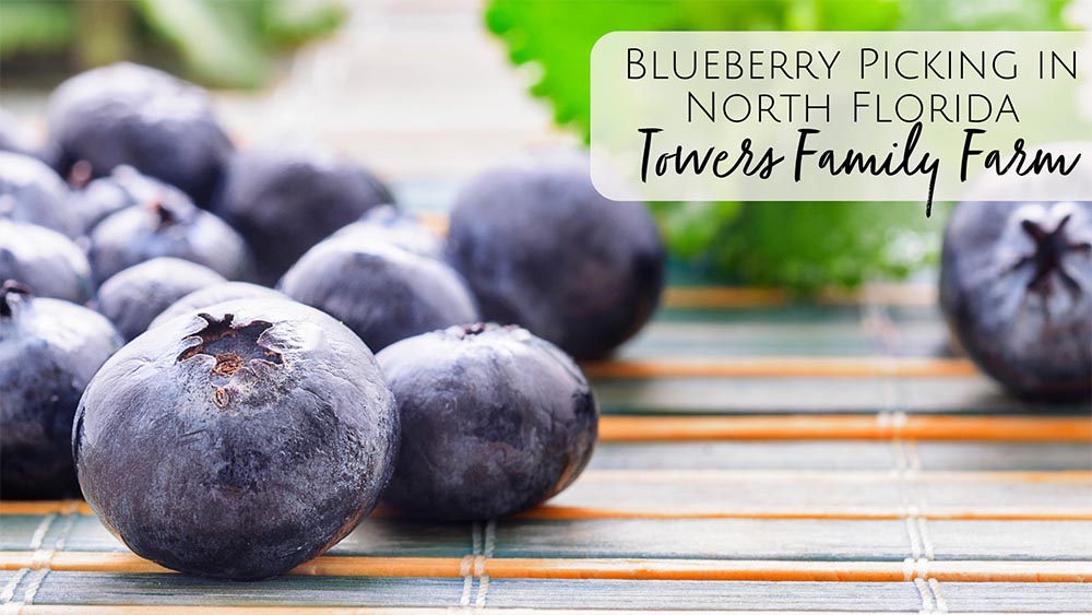 u-pick blueberry farms in North Florida - Towers Family Farm
