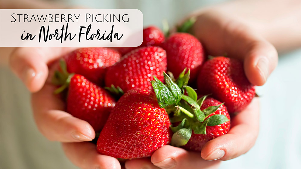 Strawberry Picking in Jacksonville