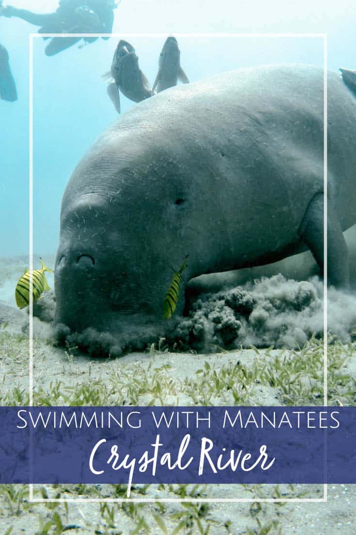 Snorkeling with manatees in Florida