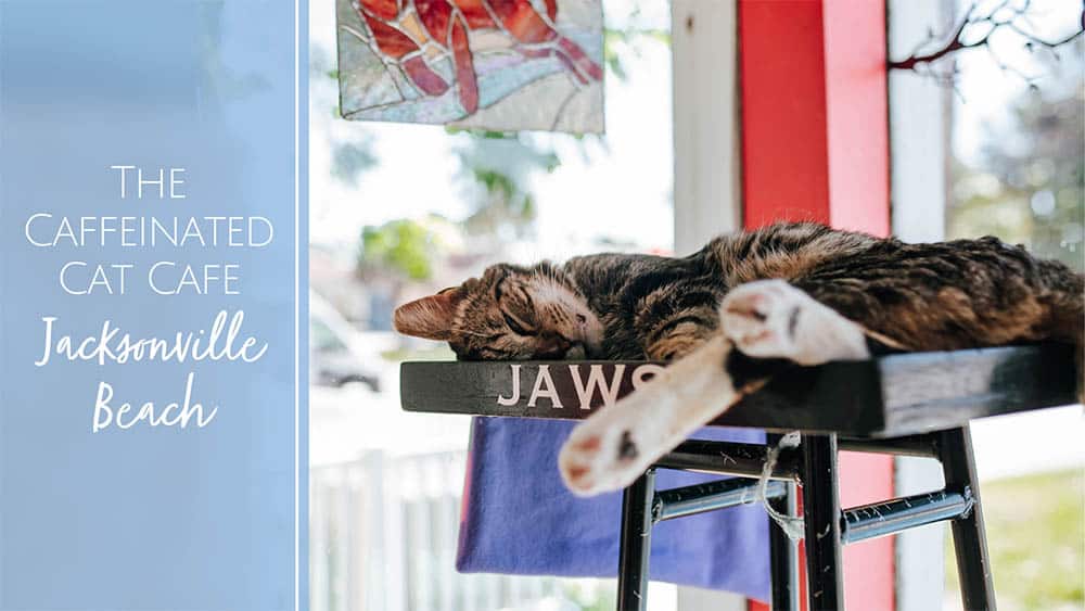 The Caffeinated Cat Cafe Jacksonville Beach, FL