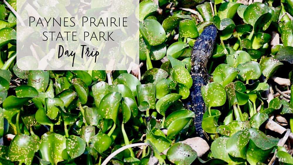 Paynes Prairie Preserve State Park in Gainesville, FL