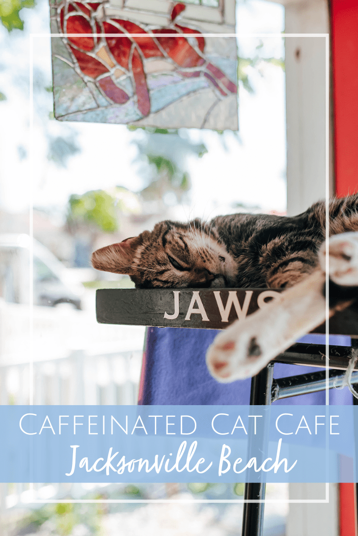 The Caffeinated Cat Cafe Jacksonville Beach, FL