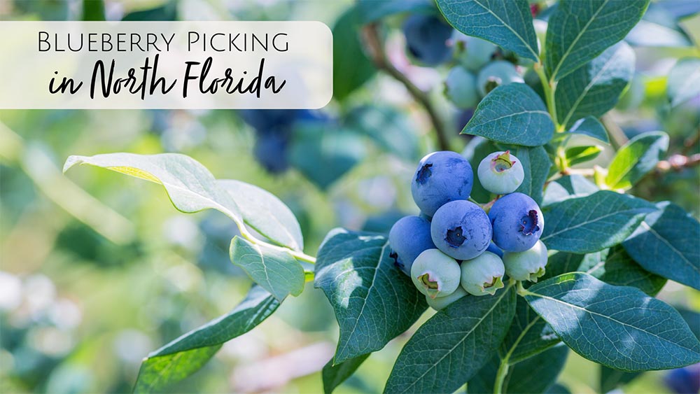 u-pick blueberry farms in North Florida