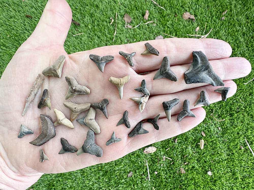 Shark Teeth Found at Mudslingers Tours in Gainesville, FL - The perfect day trip from Jacksonville